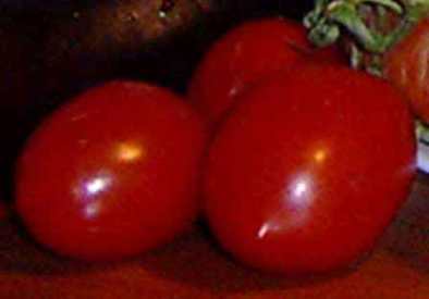 Lezioni di disegno e di pittura. Particolare dei pomodori.